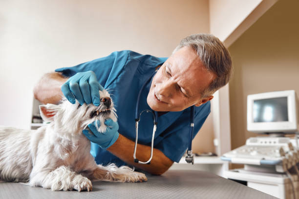 Best Cosmetic Emergency Dentistry in Springtown, TX